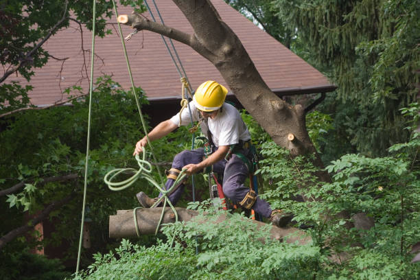 Best Storm Damage Tree Cleanup  in North Plymouth, MA